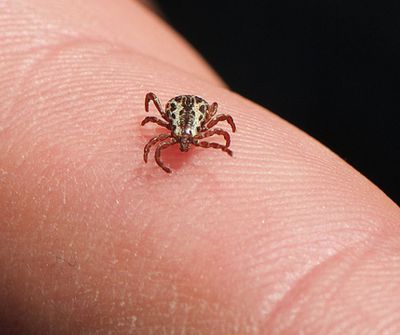 DIVINOPOLIS registra duas mortes por FEBRE MACULOSA